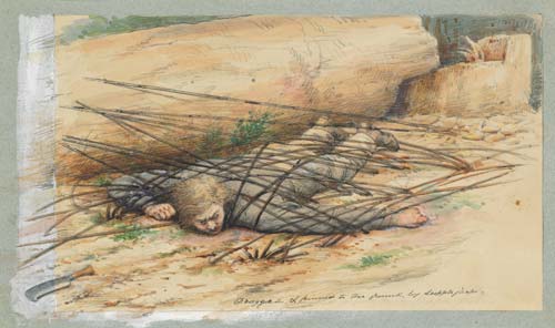 ‘Dragged and pinned to the ground by supplejacks’