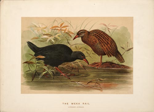 Weka