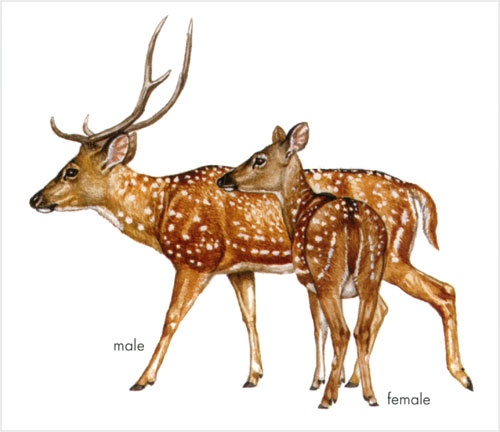 Axis deer 