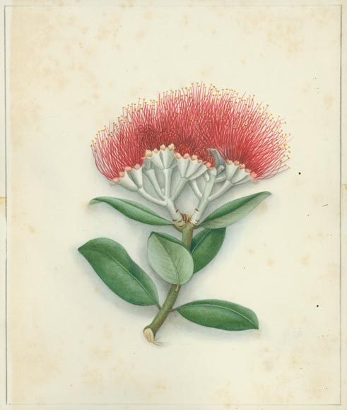 Pōhutukawa