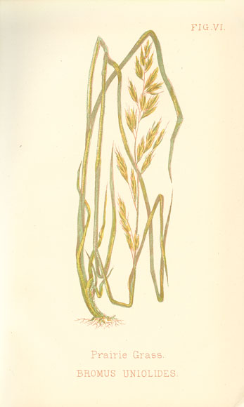 Prairie grass