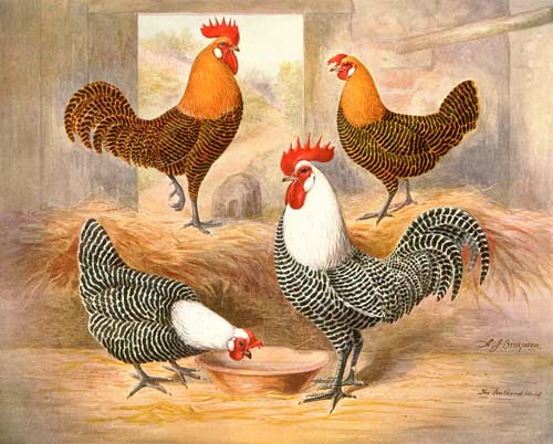 Silver and gold Campine 