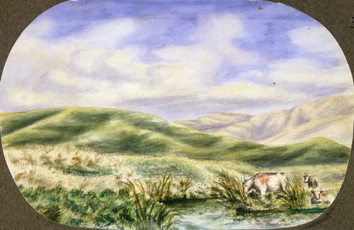 Cows in a swamp