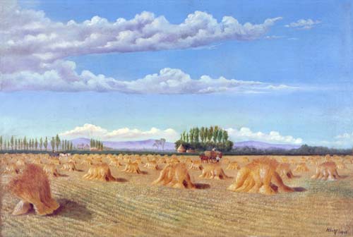 Harvesting wheat