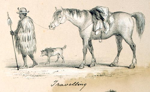 Horses in daily life 