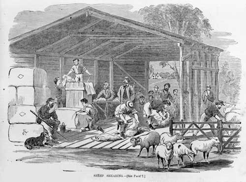 Australian shearers