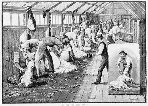 In the shearing shed