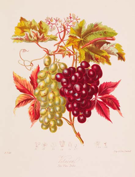 Grape plants