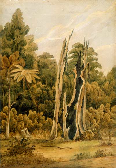 The bush 