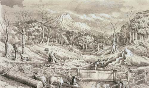 Bush clearing near Ōeo, 1893