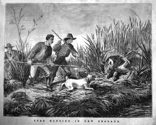 Pig hunting, 1876
