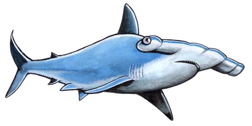 Hammerhead shark