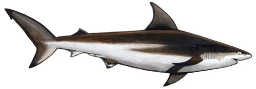 Bronze whaler shark