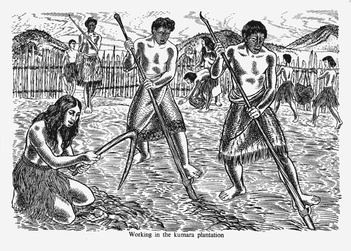 An extended family cultivate kūmara