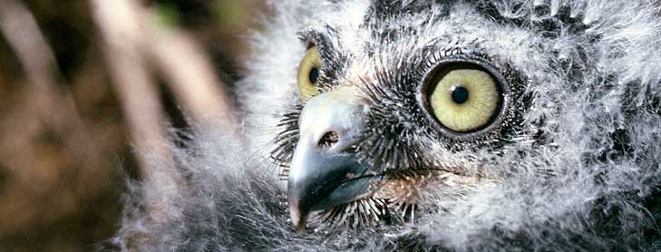 Fluffy bird chick with large green eyes