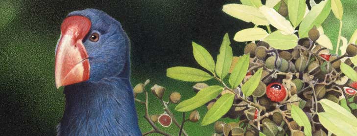 Red-beaked takahe bird next to plant with red berry