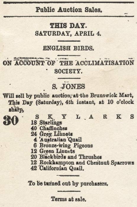 Bird auction advertisement