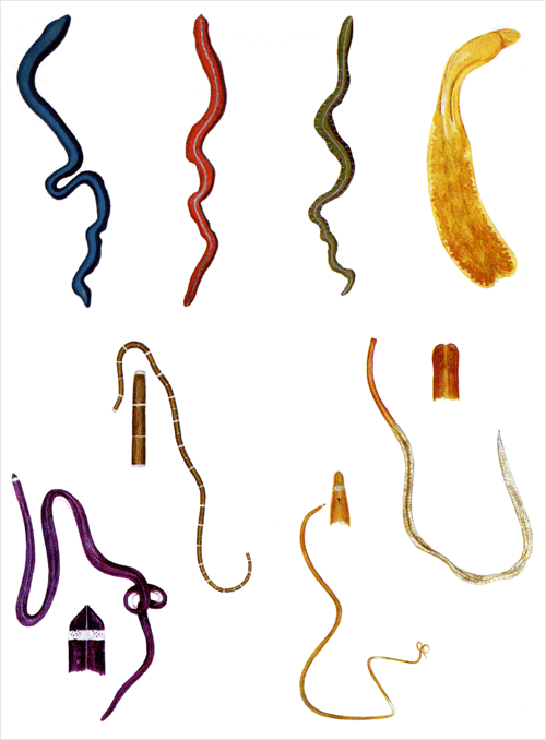 Ribbon worms