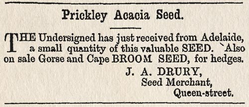 Gorse seed for sale 