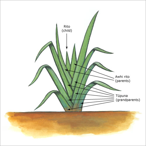 Flax and people
