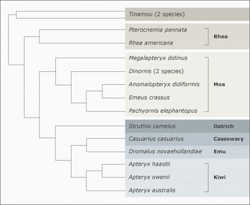 Genetic tree of moa and close relatives