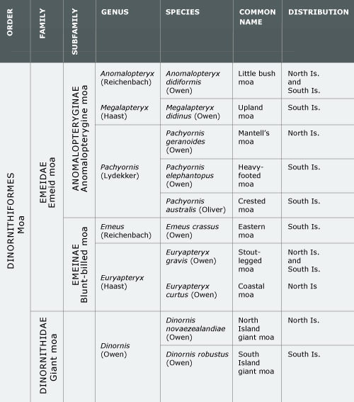 Moa family groupings, 2009
