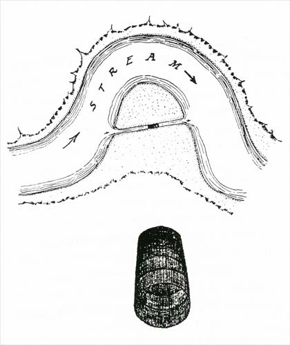 Māori trap 