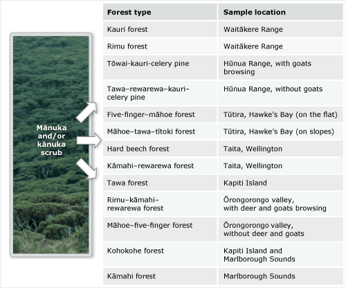 Mānuka/kānuka regeneration