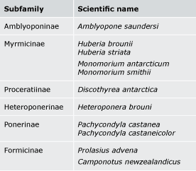 New Zealand’s ant species