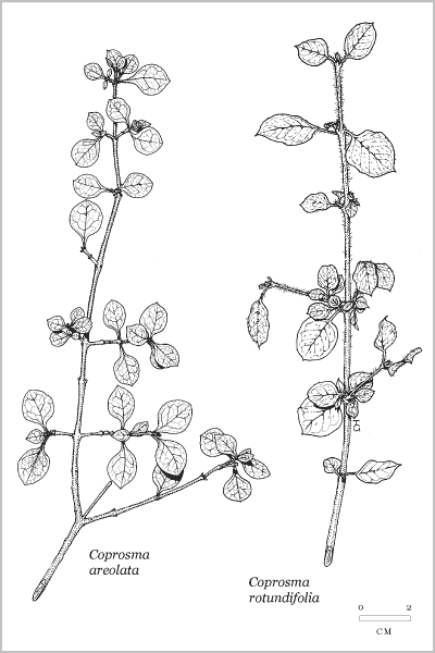 Small-leaved shrubby coprosmas