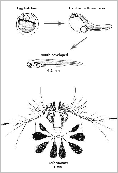 Hoki larvae and their food