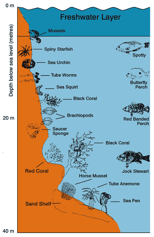 Vertical distribution of life in the fiords