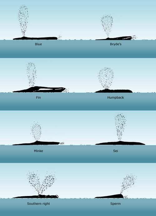 Whale blows