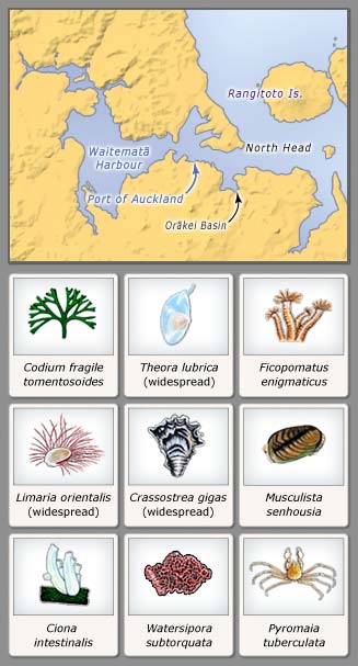Marine invasives in the Auckland region
