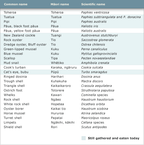 Shellfish traditionally eaten by Māori