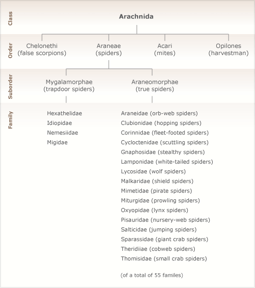 Classification of spiders and their relatives