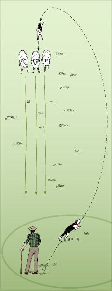 The long head 