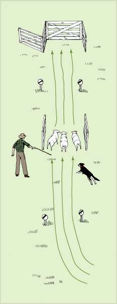 Short head and yard 