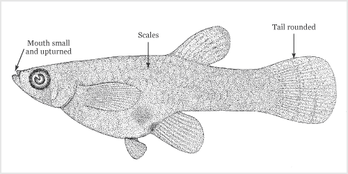 Poeciliidae features 