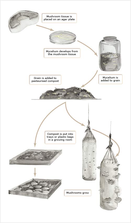 Stages in commercial mushroom production