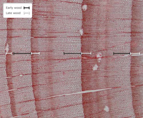 Cross-section of a pine trunk