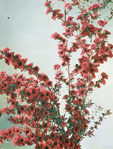Mānuka ‘Red Damask’