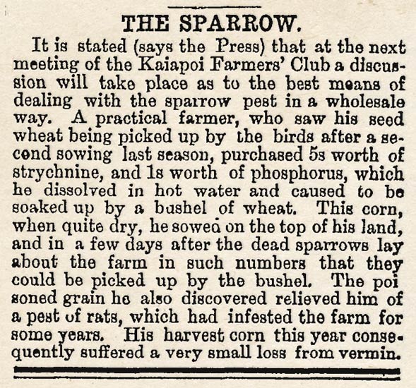 The sparrow pest