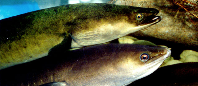 Shortfin eels