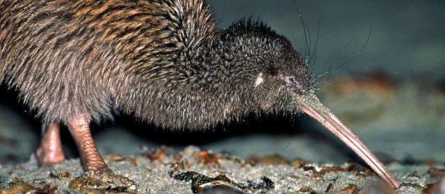 Stewart Island tokoeka