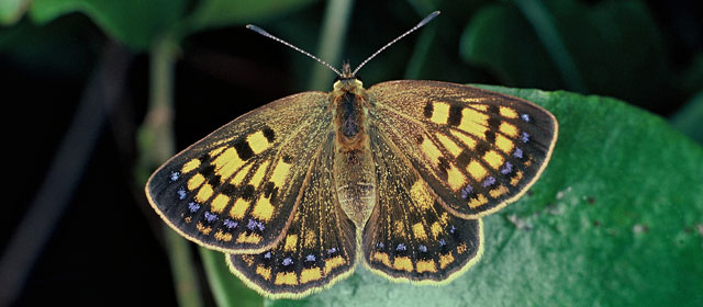 Copper butterfly