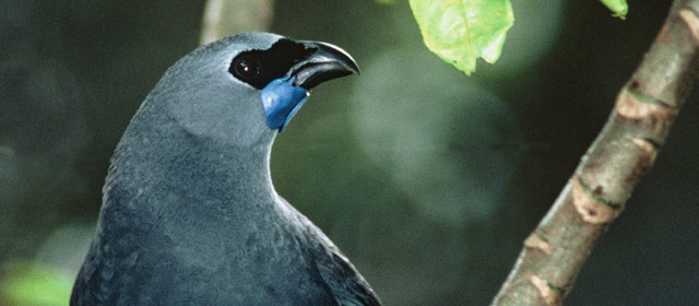 North Island kōkako
