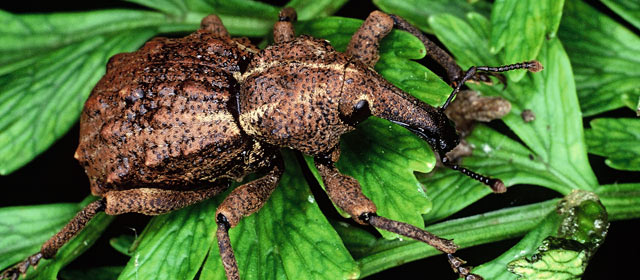 Stilbocarpa weevil