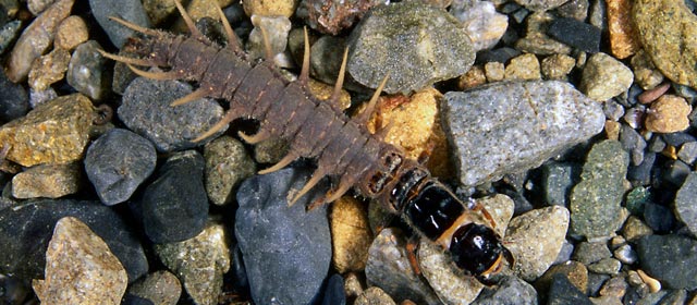 Toebiter stream insect