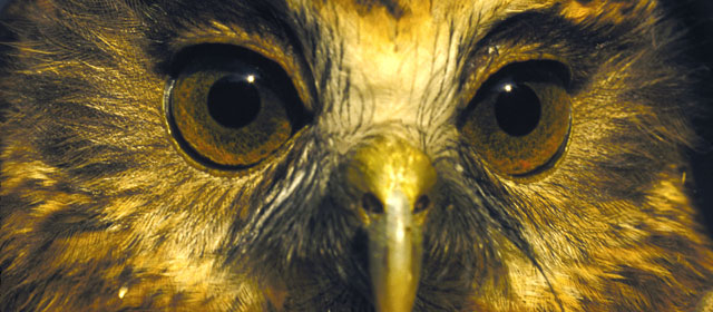 Ruru (morepork)